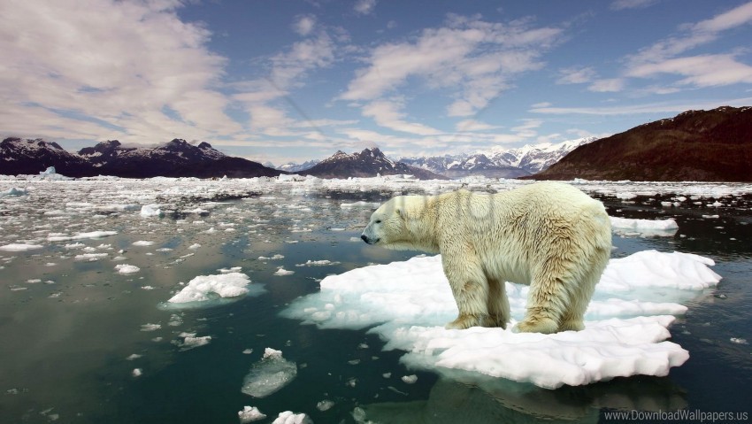 ice polar bear situation snow wallpaper PNG images with transparent canvas comprehensive compilation