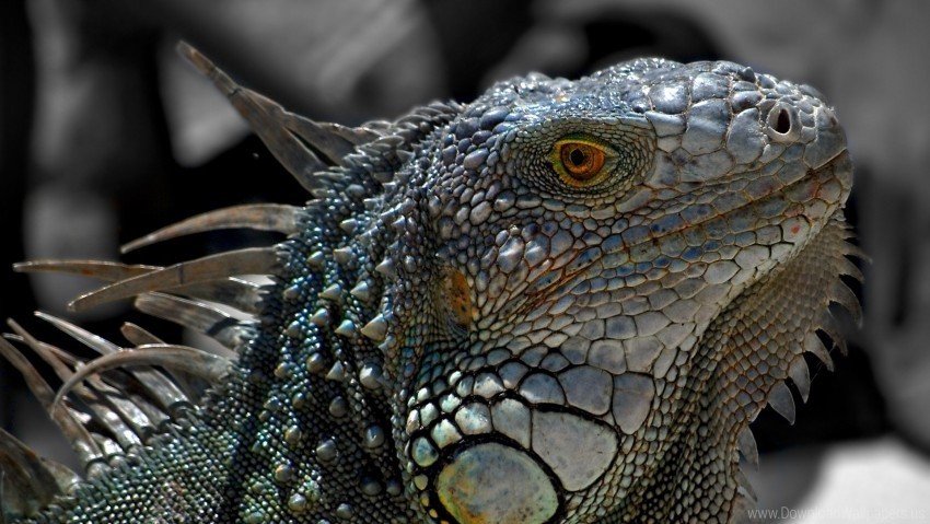iguana lizard macro reptile wallpaper Clear PNG images free download