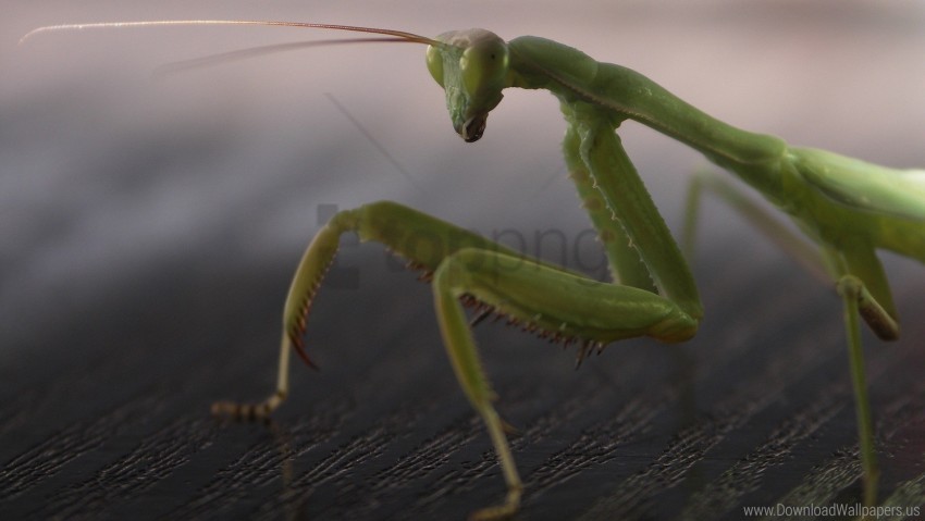 insect legs mantis surface wallpaper Transparent Cutout PNG Isolated Element