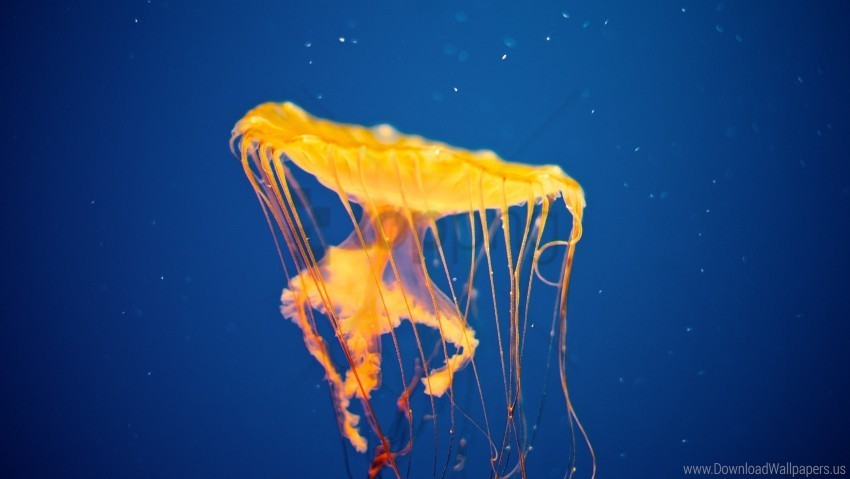 jellyfish swim underwater wallpaper PNG files with no royalties