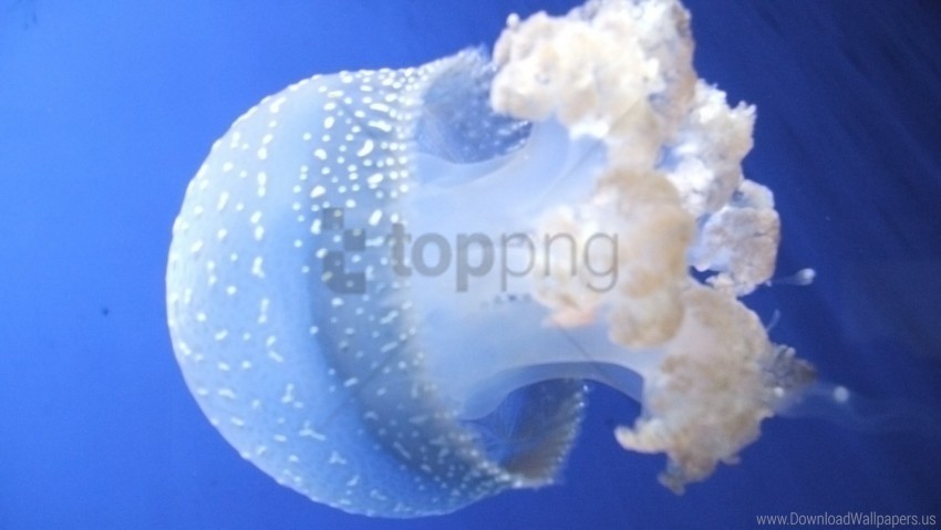 jellyfish swimming underwater wallpaper PNG transparent photos for design