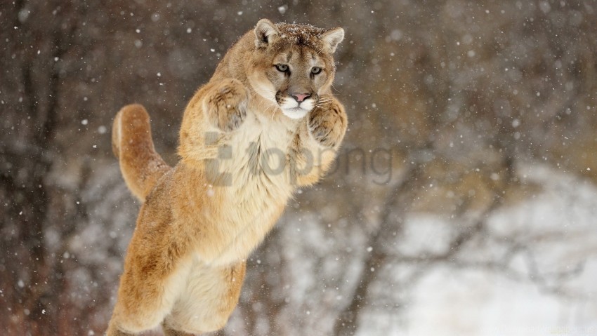 jump puma snow winter wallpaper Isolated Artwork in HighResolution PNG