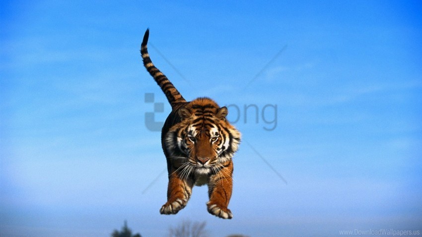 jump sky tail tiger paws wallpaper Isolated Object on HighQuality Transparent PNG