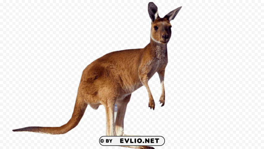 kangaroo standing Isolated Graphic Element in HighResolution PNG