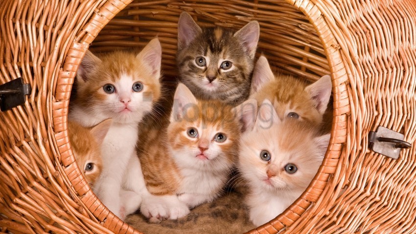 kids kittens large basket wallpaper PNG design elements