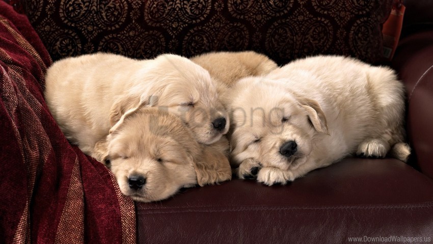 kids labradors puppies sleep wallpaper PNG with alpha channel