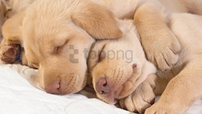 kids muzzle puppies sleeping wallpaper PNG files with no background wide assortment