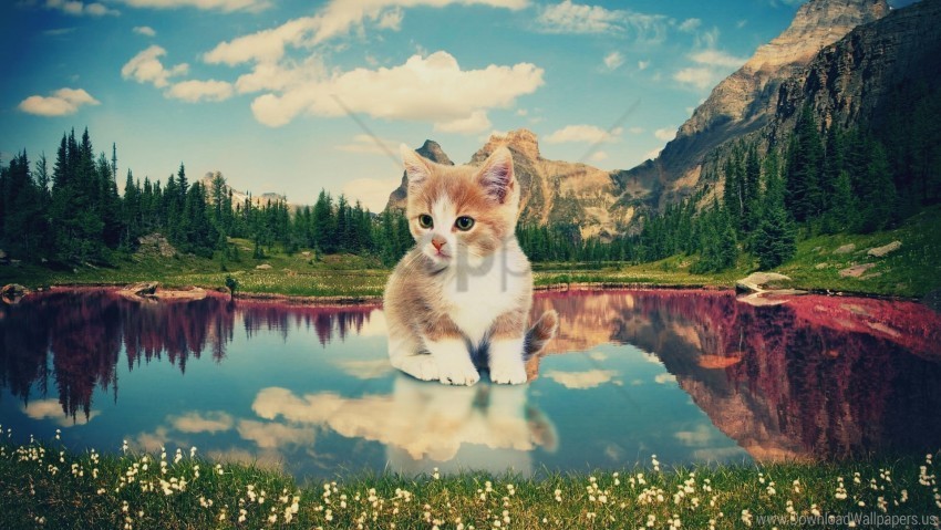 kitten lake nature photoshop wallpaper Isolated Subject in Clear Transparent PNG