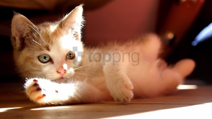 kitten lie light shadow wallpaper PNG file with no watermark