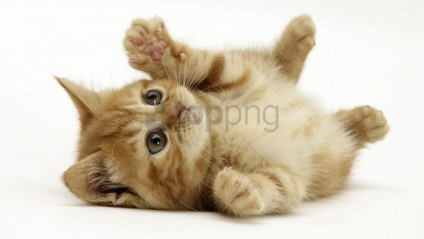 kitten lie paw playful wallpaper PNG images with transparent backdrop