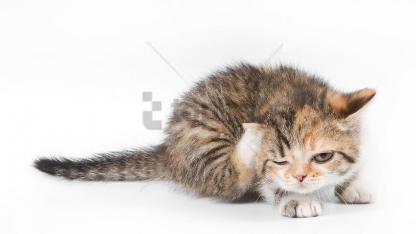 kitten playful spotted wallpaper Isolated Subject in Clear Transparent PNG