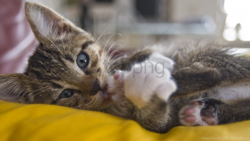 kitten sleep washes wallpaper PNG Object Isolated with Transparency