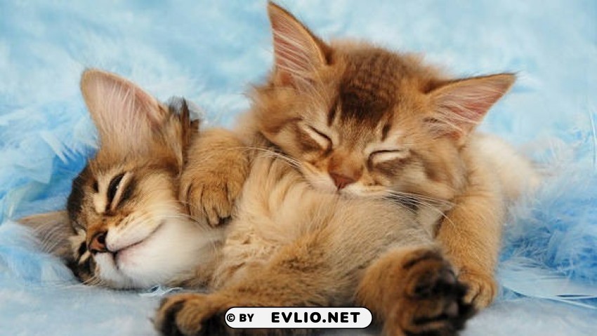 kittens blue PNG images with no attribution
