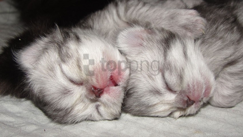kittens nose pair striped wallpaper Transparent PNG images with high resolution