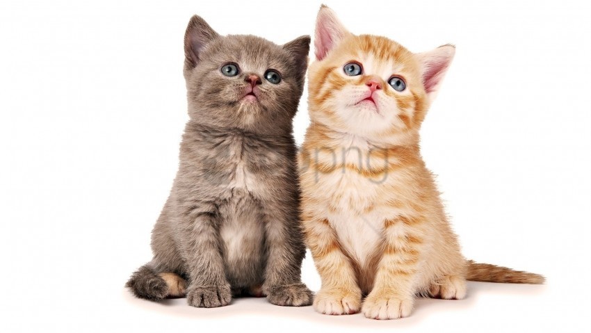 kittens pair photo shoot wallpaper PNG clipart with transparency