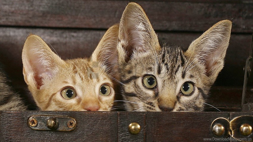 kittens peek playful wallpaper Transparent PNG graphics complete collection