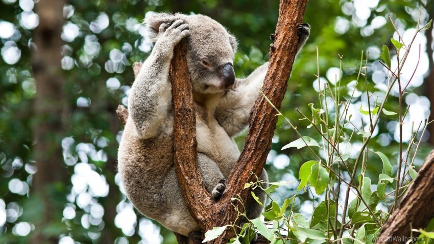 koala rest sleep trees wallpaper PNG images with transparent canvas compilation