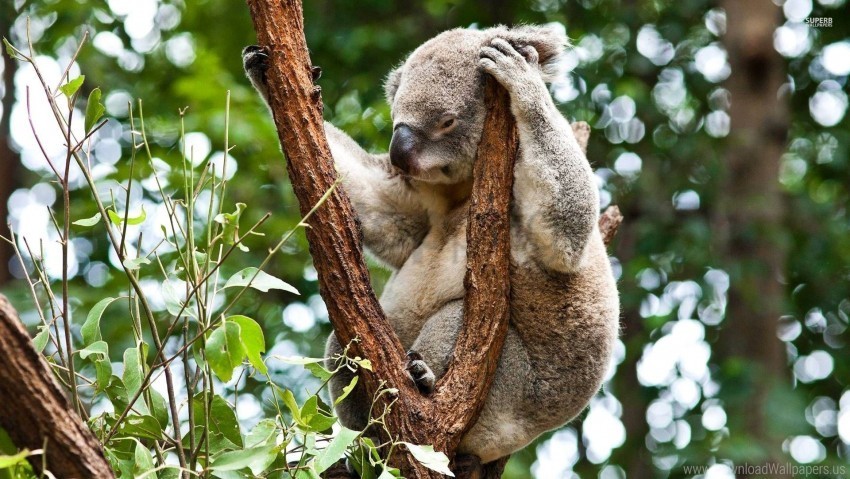 koala sit tree wallpaper PNG Image with Isolated Icon