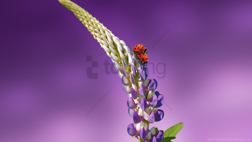 ladybird ladybug lavender wallpaper PNG images for personal projects