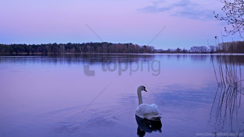 lake nature night swan water wallpaper Free PNG images with alpha channel variety