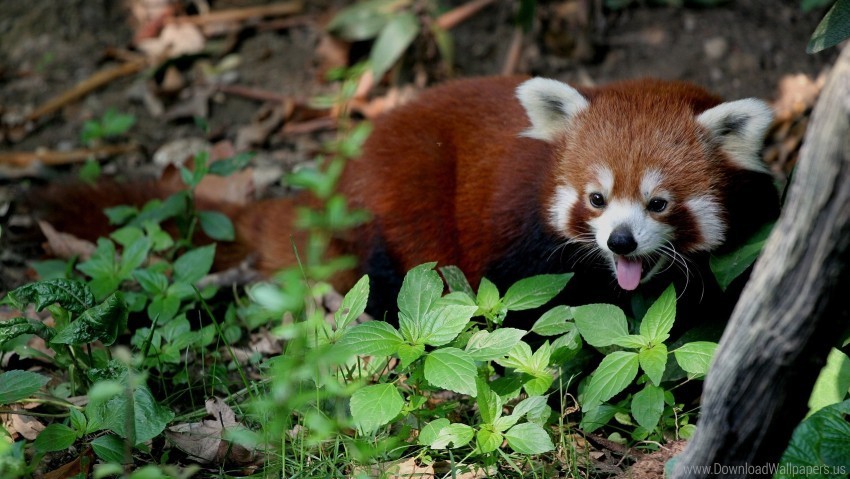leaves lie red panda trees wallpaper PNG for t-shirt designs
