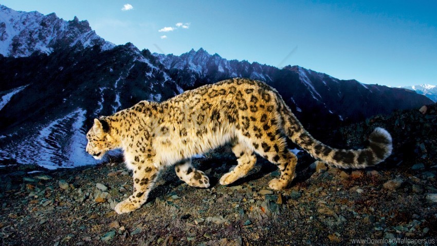 leopard prowling snow wallpaper Transparent Background Isolated PNG Figure