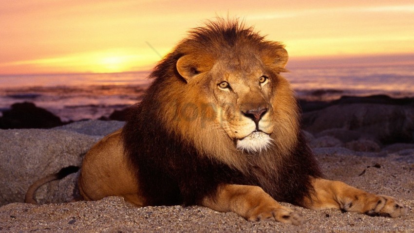 lie lion mane sand sunset wallpaper No-background PNGs