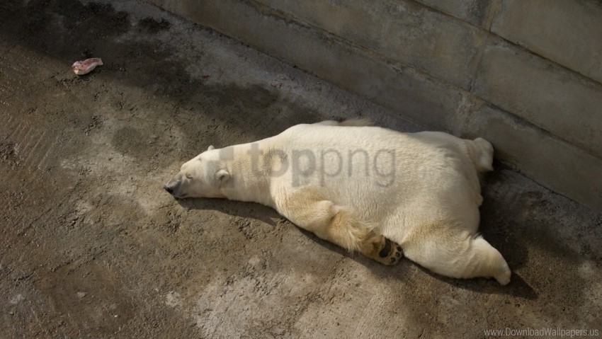 lie polar bear rest sleep wallpaper Transparent Background PNG Isolated Design
