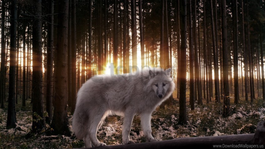 light predator rays wolf wood wallpaper Transparent PNG Artwork with Isolated Subject