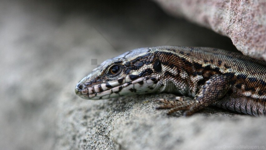 lizard lying stone wallpaper PNG images with no watermark