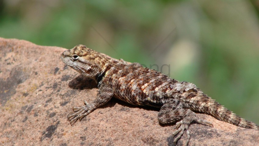 lizard reptile rock wallpaper Isolated Item on HighQuality PNG