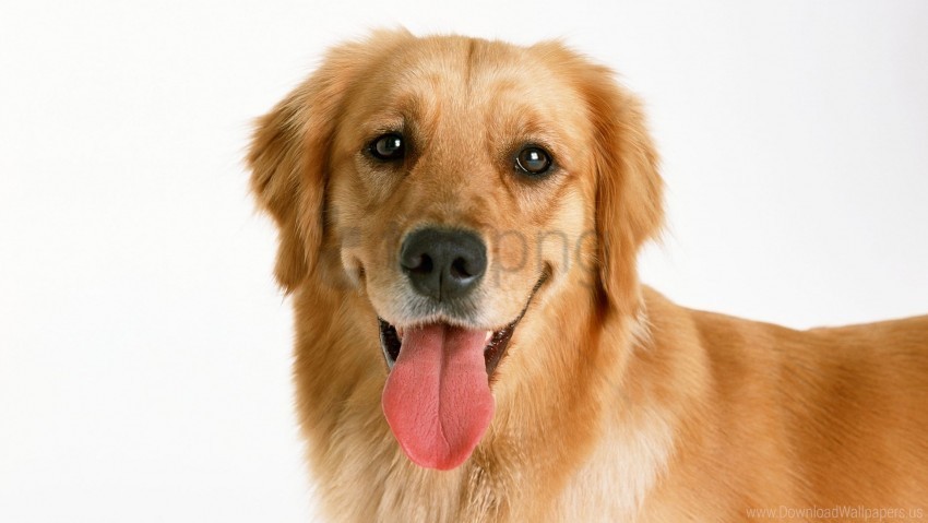 look red dog tongue wallpaper Isolated Icon on Transparent PNG