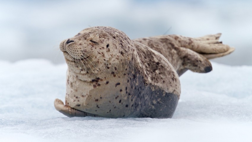 lying seal snow walrus wallpaper HighQuality Transparent PNG Isolation