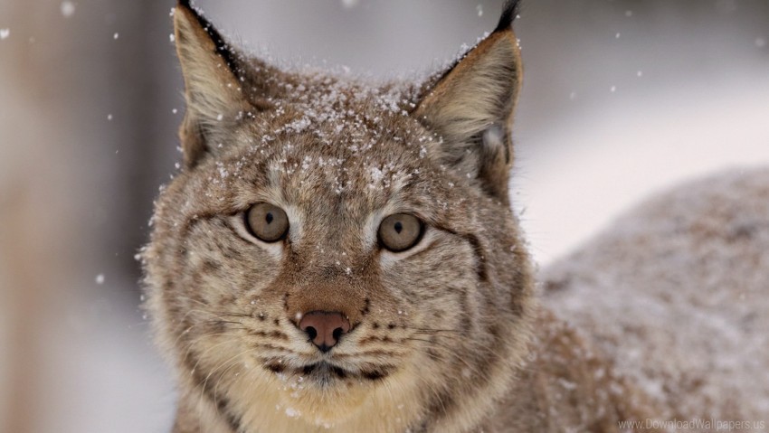 lynx predator snout snow spotted wallpaper PNG Image with Isolated Transparency