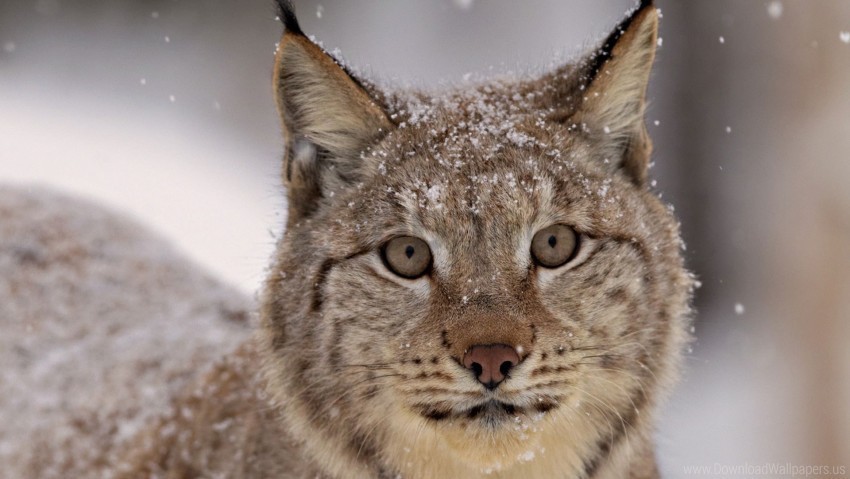 lynx snout snow snowflakes wallpaper PNG images with alpha transparency wide selection