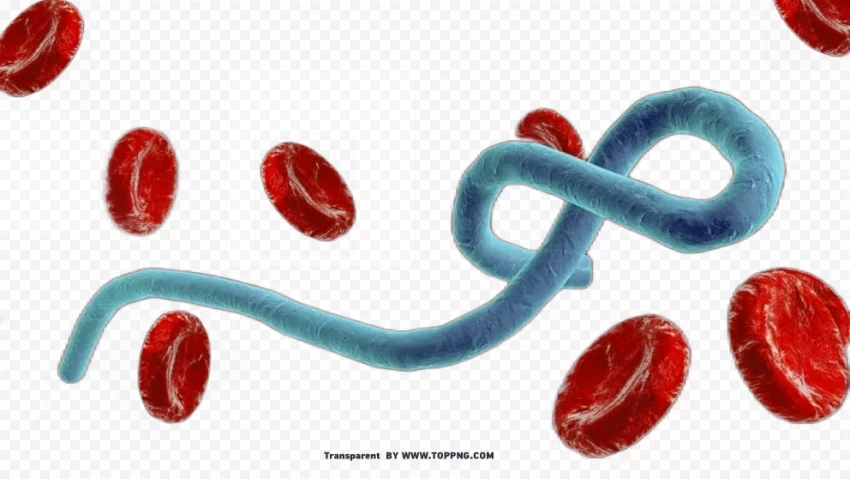 Marburg Virus Cutout Clipart PNG Images With Alpha Transparency Bulk