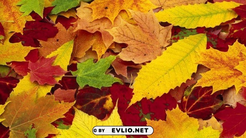 nice fall leaves PNG images with cutout