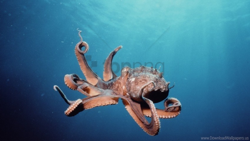 octopus suckers tentacles wallpaper PNG clip art transparent background