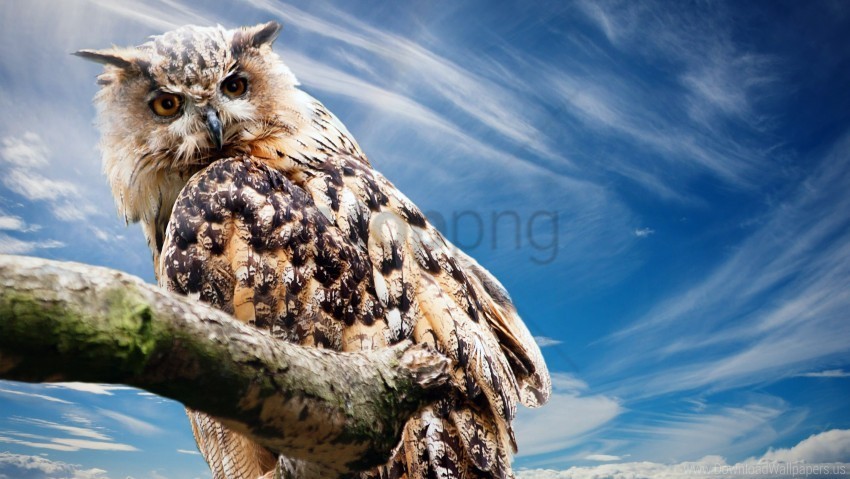 owl wallpaper PNG images with transparent space