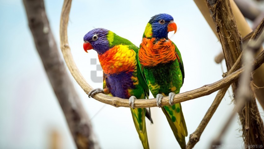 Pair Parrot Wallpaper PNG Image With Isolated Artwork