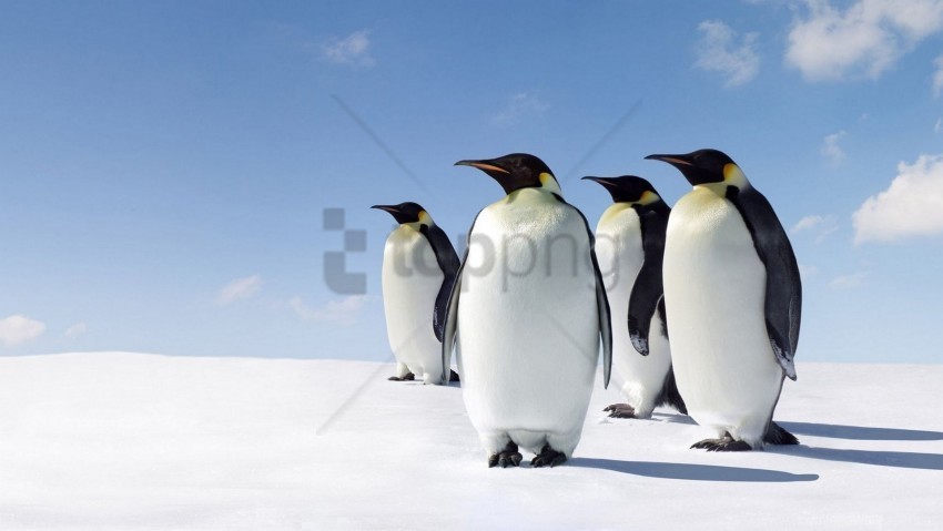 penguins snow walk wallpaper PNG Image with Isolated Transparency