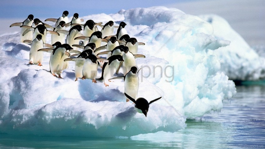 penguins snow water wallpaper Isolated Subject with Clear Transparent PNG
