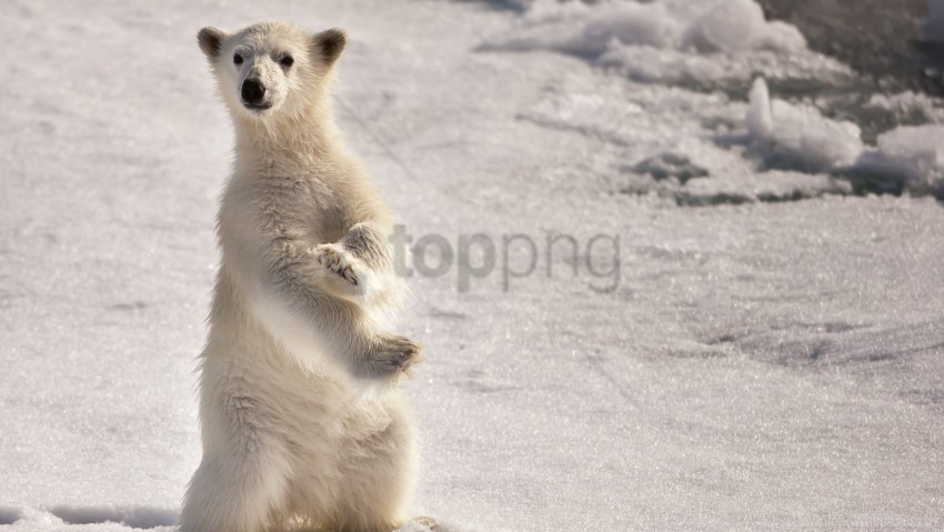 polar bear pose snow stand surprise winter wallpaper PNG images with alpha transparency wide collection