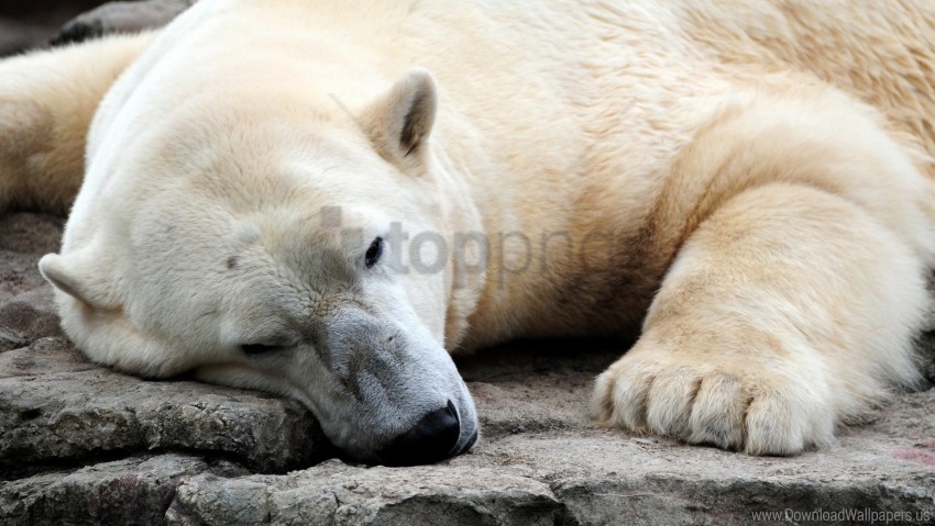 polar bear resting thick wallpaper Isolated Graphic on Clear Background PNG