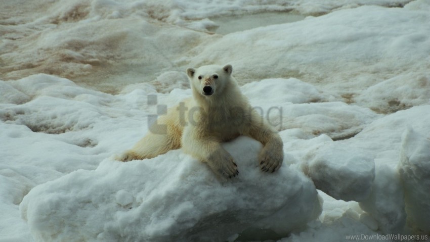 polar bear sit snow wallpaper Clear PNG graphics