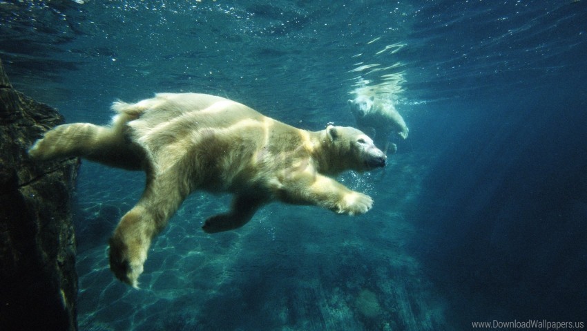 polar bear swim under water wallpaper PNG for digital design