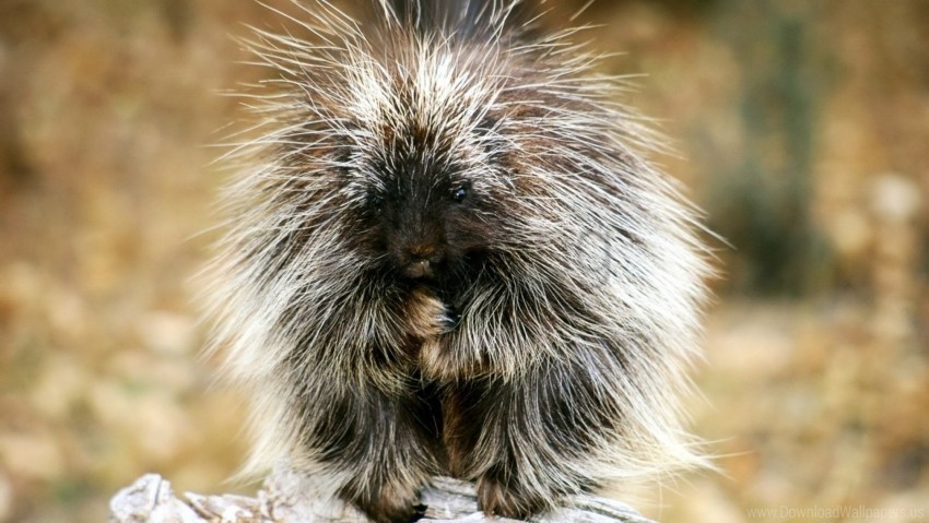 Porcupine Prickly Sit Wallpaper PNG Graphic With Clear Isolation