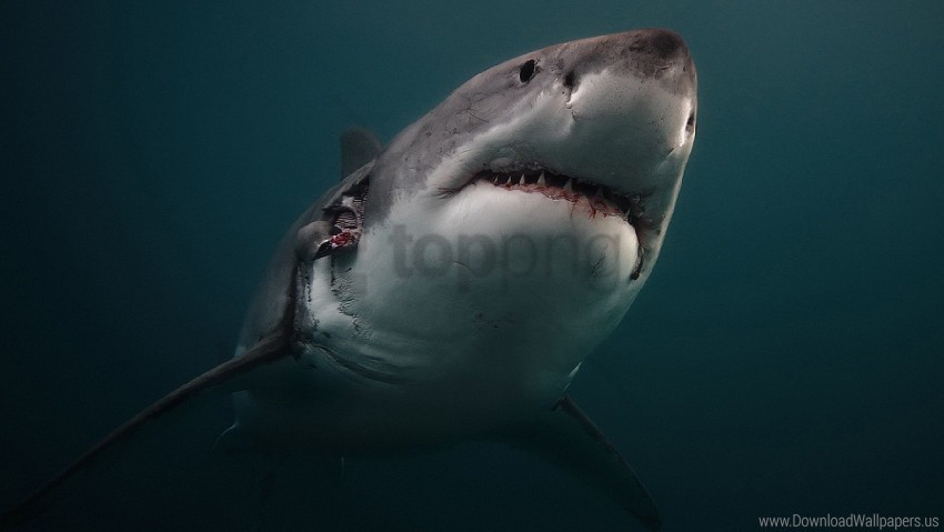 predator shark underwater wallpaper HighQuality Transparent PNG Isolated Element Detail