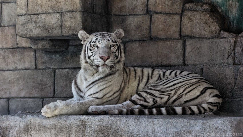 predator striped white tiger wallpaper PNG transparent images for websites
