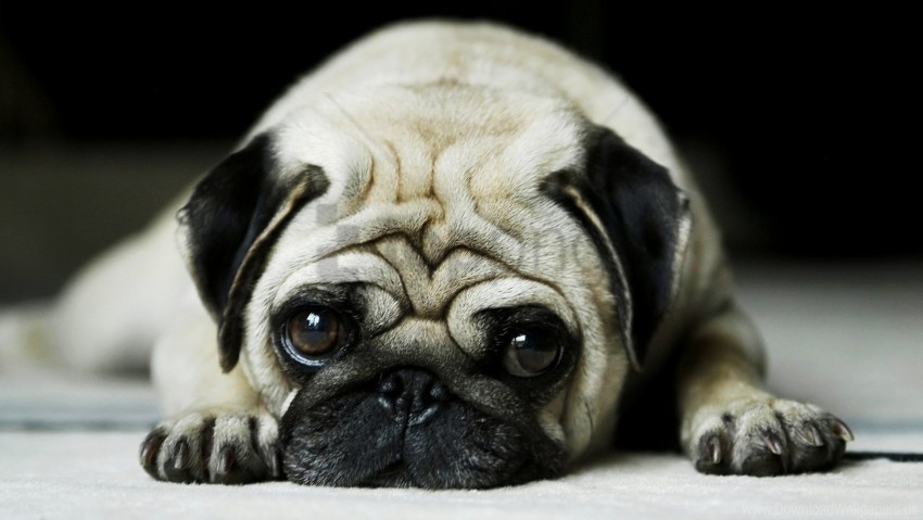 pug wallpaper Transparent PNG images with high resolution